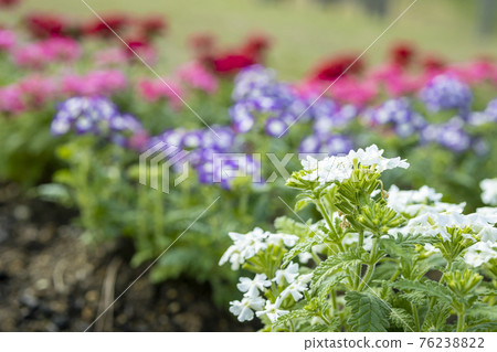 Verbena images in full bloom 76238822