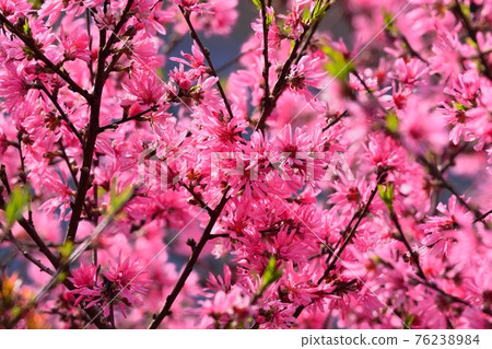 Tokiwa witch hazel flowers 76238984