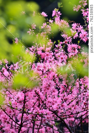 Tokiwa witch hazel flowers 76238985