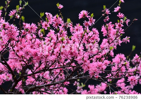 Tokiwa witch hazel flowers Tokiwa witch hazel flowers 76238986