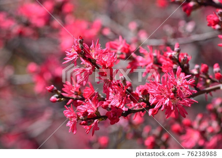 Tokiwa witch hazel flowers 76238988