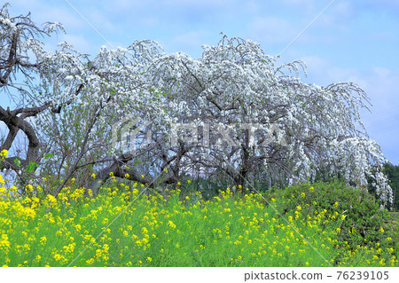 春景:桃花、油菜花 春景:桃花、油菜花 76239105
