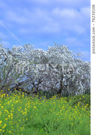 春景：桃花、油菜花 76239106
