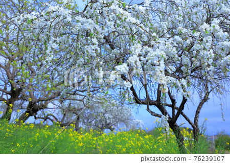 春景:桃花、油菜花 春景:桃花、油菜花 76239107