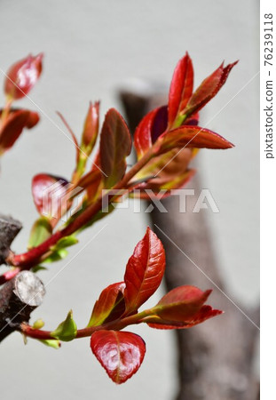 Spring sprout young leaves breathing Spring sprout young leaves breathing 76239118