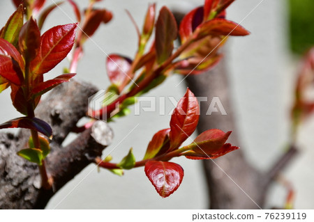 Spring sprout young leaves breathing 76239119