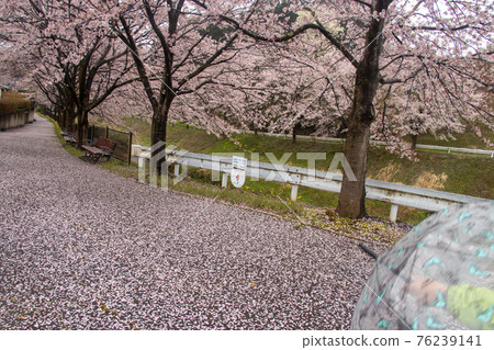 Sakura in Tsubata Town Sakura in Tsubata Town 76239141