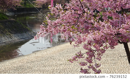 水邊盛開的河津櫻花、櫻花樹公園、水上樂園、當地人多年努力的成果的當地櫻花景點 76239152