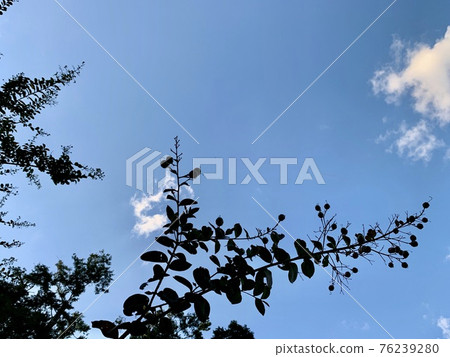 The crape myrtle branch in the blue sky The crape myrtle branch in the blue sky 76239280