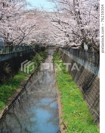 Shinyurigaoka scenery 76239304