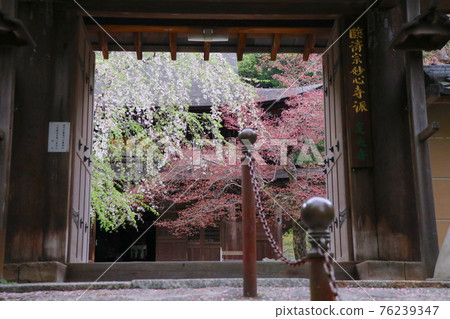 尾張德川家的家廟定光寺 尾張德川家的家廟定光寺 76239347