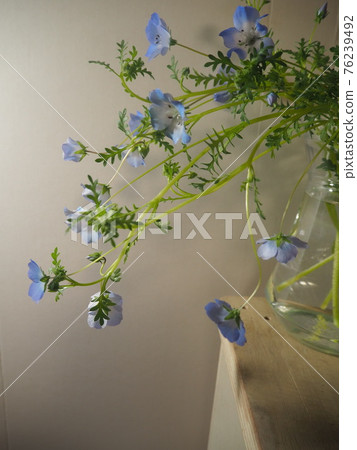 Nemophila 切花 76239492