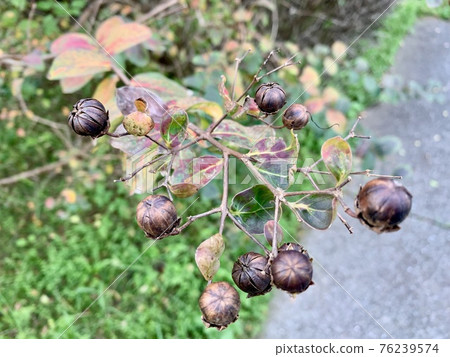 紫薇花後紫薇果實（種子） 76239574