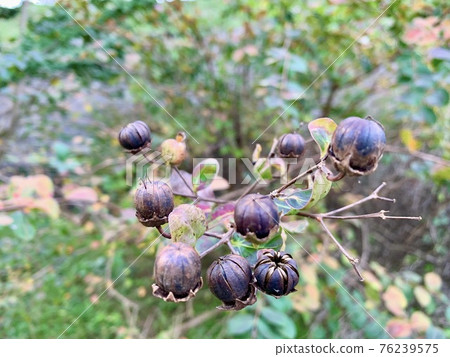 紫薇花後紫薇果實(種子) 紫薇花後紫薇果實(種子) 76239575