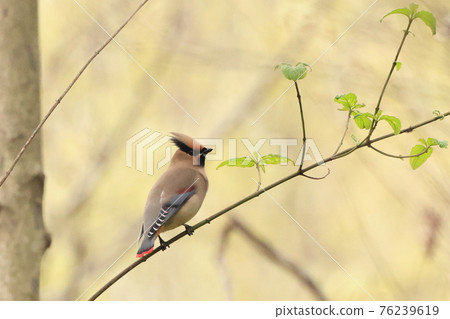 日本waxwing_branch 日本waxwing_branch 76239619