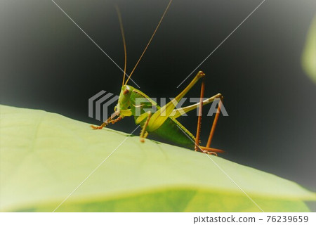 Grasshopper perched on a leaf Grasshopper perched on a leaf 76239659