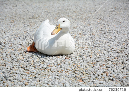 Duck sitting on the ground 76239716