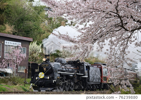 JR East Ban-Etsusai Line SL Banetsu Monogatari Spring 3rd year of Reiwa Sakura in full bloom 76239880