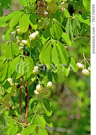 Tree: Akebia trifoliata, Lardizabalaceae 76239899