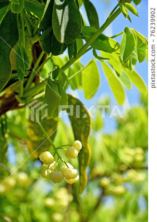 Tree: Akebia trifoliata, Lardizabalaceae 76239902