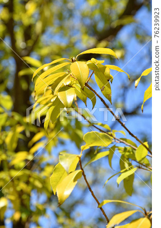 Trees: Fagaceae Trees: Fagaceae 76239923