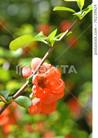 Tree: Boke Rosaceae Tree: Boke Rosaceae 76239924