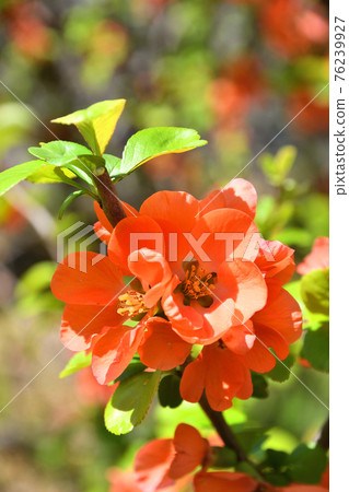 Tree: Boke Rosaceae Tree: Boke Rosaceae 76239927