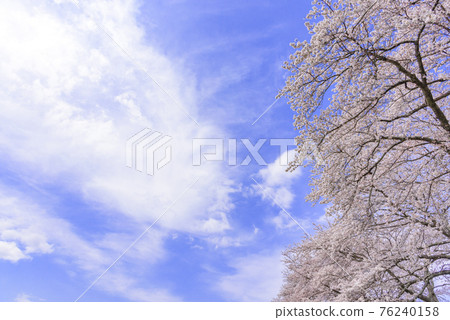Ichimoku Senbonzakura, Ogawara Town, Miyagi Prefecture Ichimoku Senbonzakura, Ogawara Town, Miyagi Prefecture 76240158