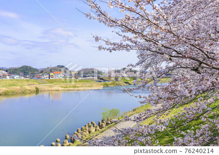 Ichimoku Senbonzakura, Ogawara Town, Miyagi Prefecture Ichimoku Senbonzakura, Ogawara Town, Miyagi Prefecture 76240214