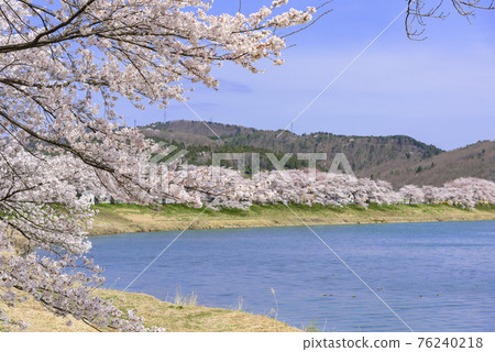 Ichimoku Senbonzakura, Ogawara Town, Miyagi Prefecture Ichimoku Senbonzakura, Ogawara Town, Miyagi Prefecture 76240218