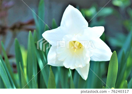 漂亮的白色水仙花。 76240317