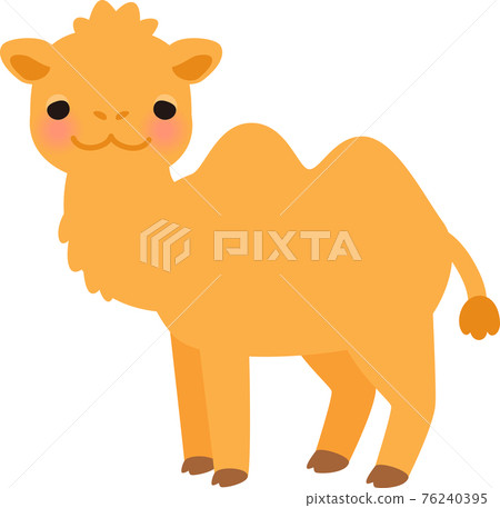 Bactrian camel with its face facing forward 76240395