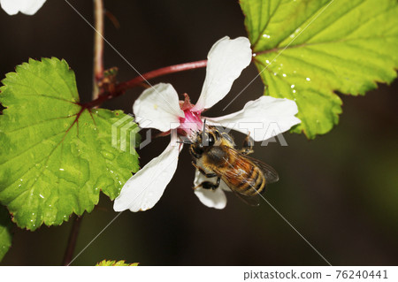 小葉懸鉤子花和蜜蜂 76240441