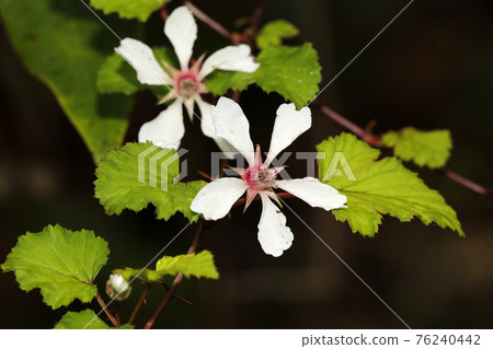 Nigaichiko花 76240442