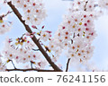 Cherry Blossoms	 76241156