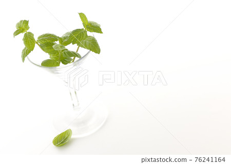 在白色背景上拍攝薄荷和雞尾酒杯 在白色背景上拍攝薄荷和雞尾酒杯 76241164