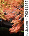 秋天的樹葉 76241267