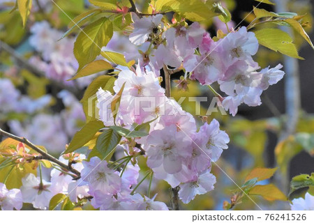 遙與蜜蜂 2021 ① 遙與蜜蜂 2021 ① 76241526