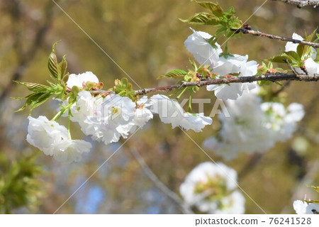 Hakumei 2021 ① Hakumei 2021 ① 76241528