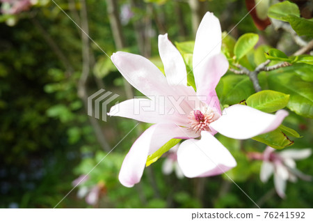 Kobusi 粉紅色的花朵 76241592