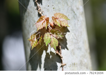 Young leaves of ivy and Moso bamboo 76241694