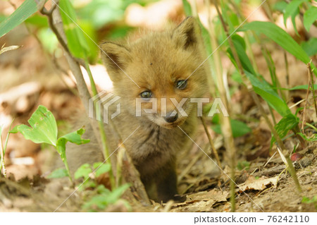 Child fox 76242110