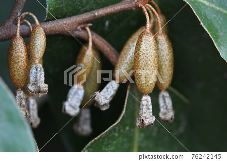 Elaeagnus pungens, multiple fruits with flower husks, close-up Elaeagnus pungens, multiple fruits with flower husks, close-up 76242145