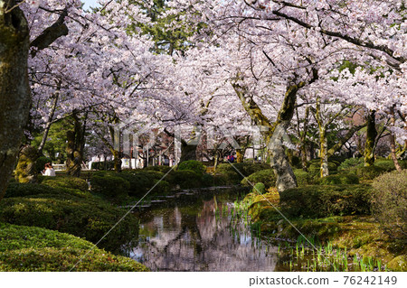 兼六園春景櫻花 76242149