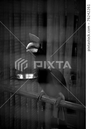 A concept of imprison with sadness emotion, Hornbill in cage in A concept of imprison with sadness emotion, Hornbill in cage in 76242261