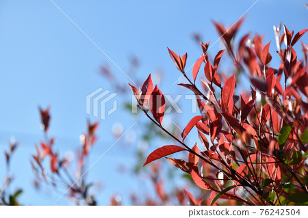 Young leaves of Red Tip Photinia Young leaves of Red Tip Photinia 76242504
