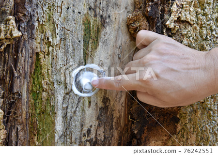 a hand with cream apply to the tree trunk skin is diseased, a sick tree and skin care healing concept 76242551