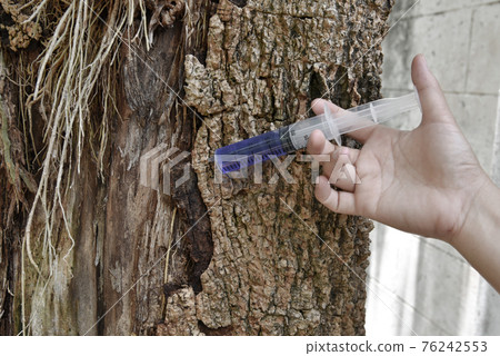 a hand with syringe blue medicine injection to the tree trunk skin is diseased, a sick tree and skin care healing concept a hand with syringe blue medicine injection to the tree trunk skin is diseased, a sick tree and skin care healing concept 76242553