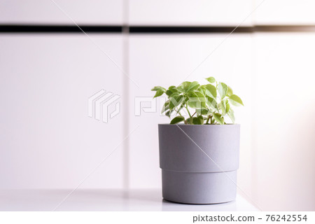 Beautiful house green plants on shelf interior design of living room,Cozy home Beautiful house green plants on shelf interior design of living room,Cozy home 76242554