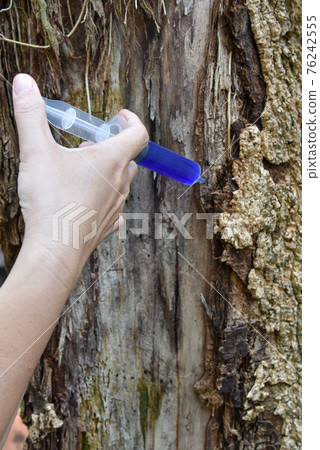 a hand with syringe blue medicine injection to the tree trunk skin is diseased, a sick tree and skin care healing concept a hand with syringe blue medicine injection to the tree trunk skin is diseased, a sick tree and skin care healing concept 76242555